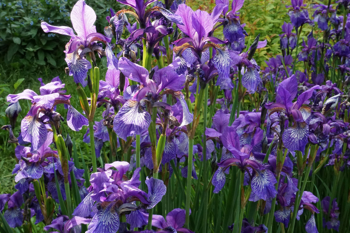 Ирис сибирский (лат. Iris sibirica)