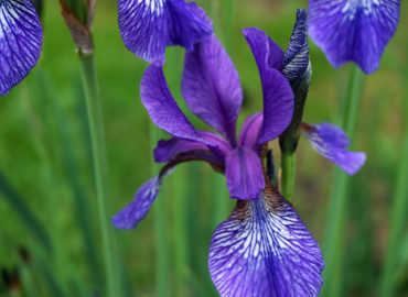 Ирисы (лат. Iris)