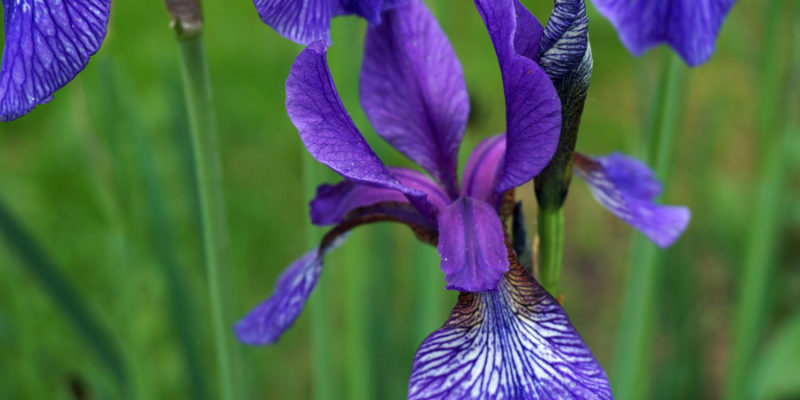 Ирисы (лат. Iris)