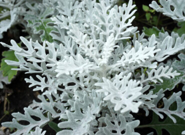 Цинерария приморская