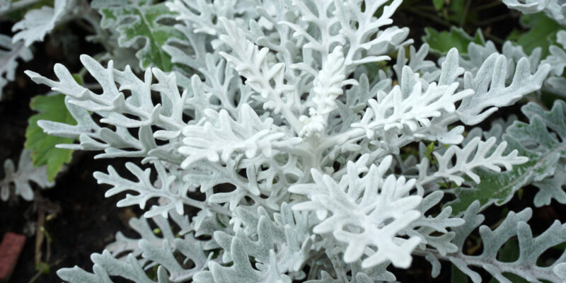 Цинерария приморская