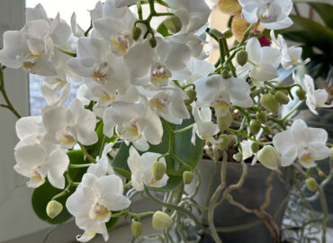 Как правильно поливать комнатные цветы