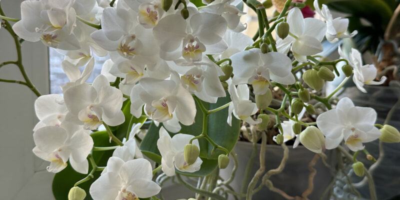 Как правильно поливать комнатные цветы