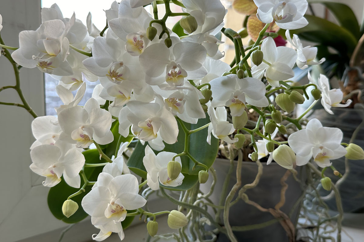 Как правильно поливать комнатные цветы