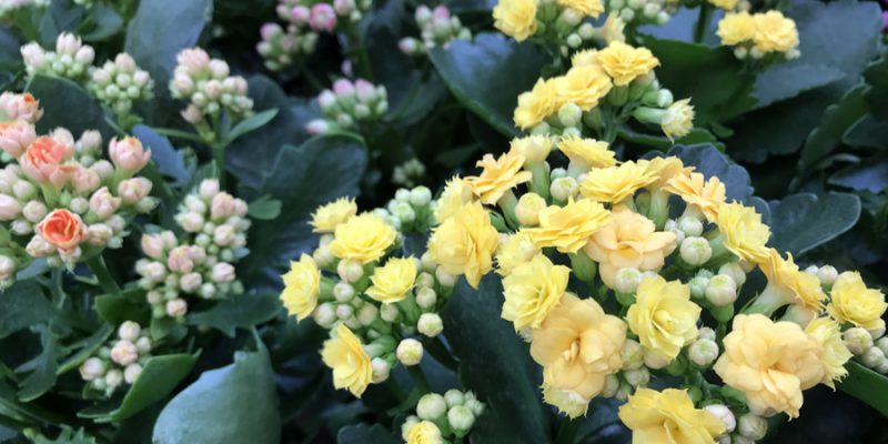 Каланхоэ Блоссфельда (Kalanchoe blossfeldiana): уход от А до Я