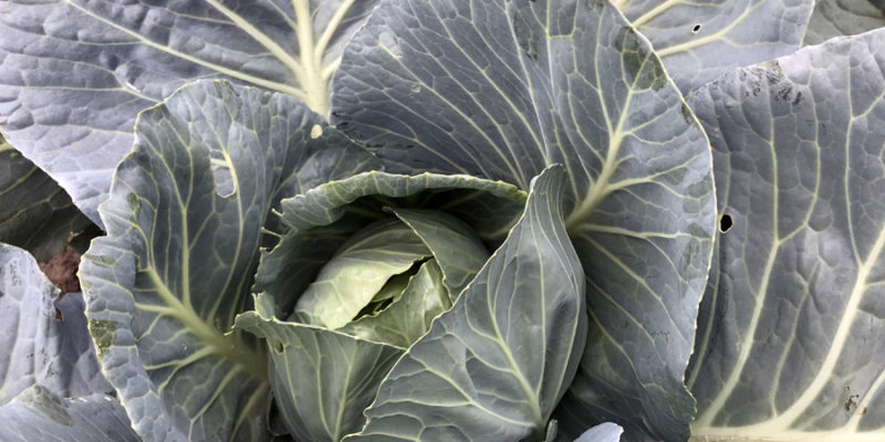 Капуста: виды и польза для здоровья