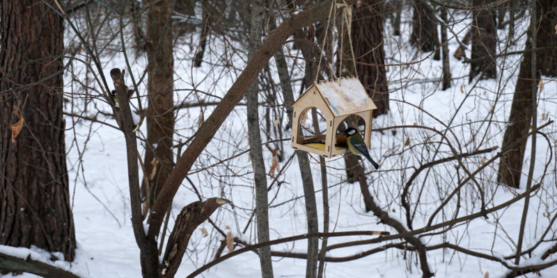 Чем кормить птиц зимой?