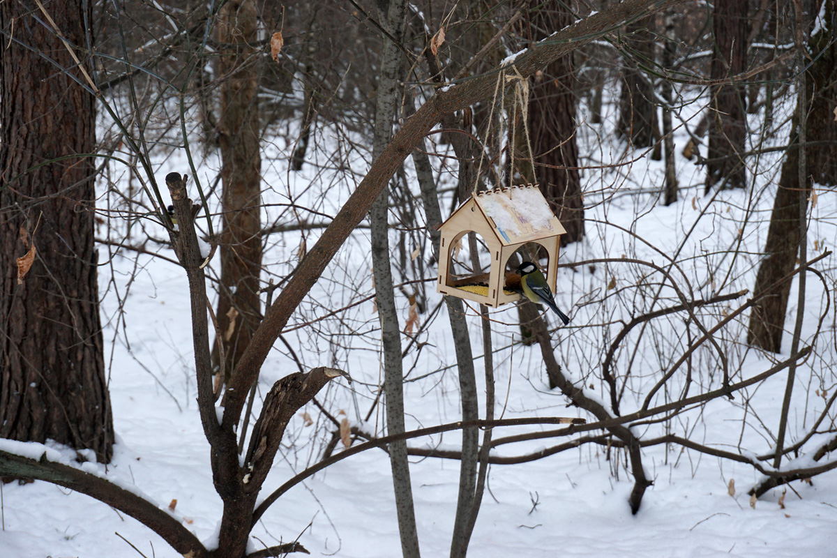 Чем кормить птиц зимой?