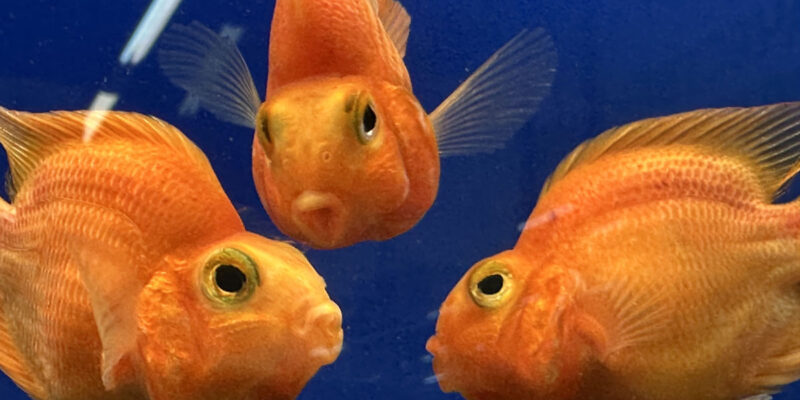 Красный попугай