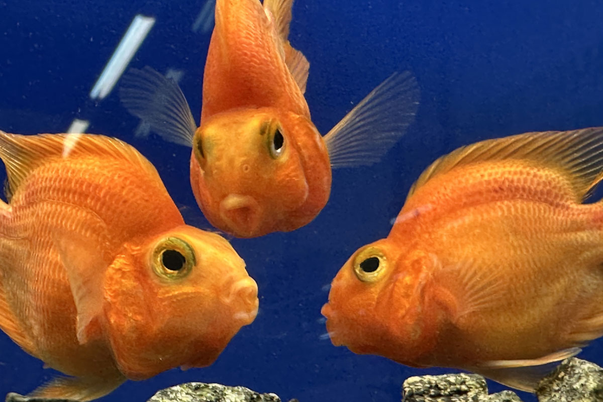 Красный попугай