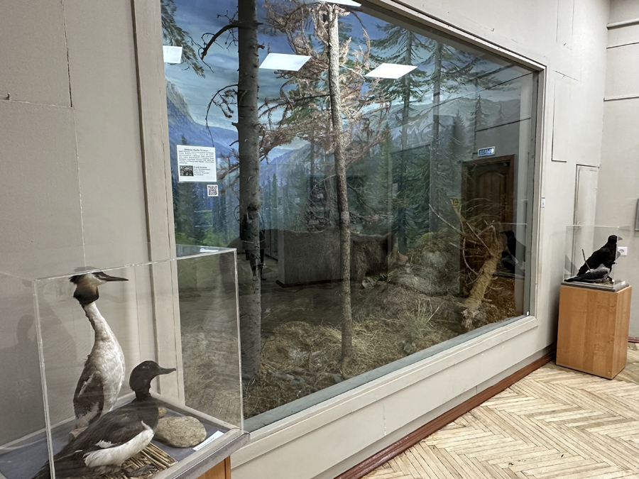 Диорама «Хребет Таганая». Бурый медведь