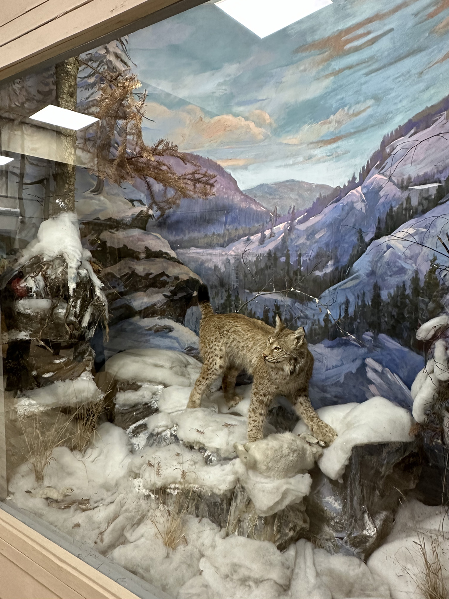 Диорама «Рысь»