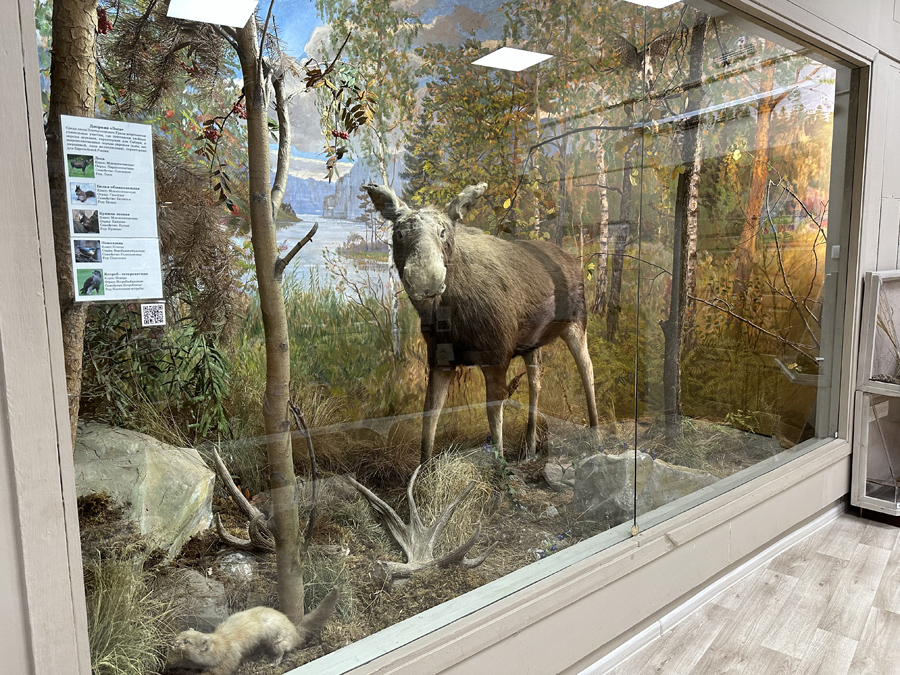 Диорама «Лось»