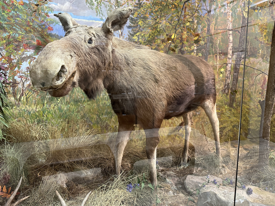 Диорама «Лось»