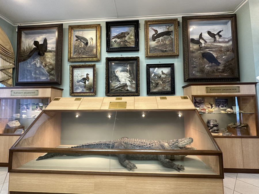 Нильский крокодил