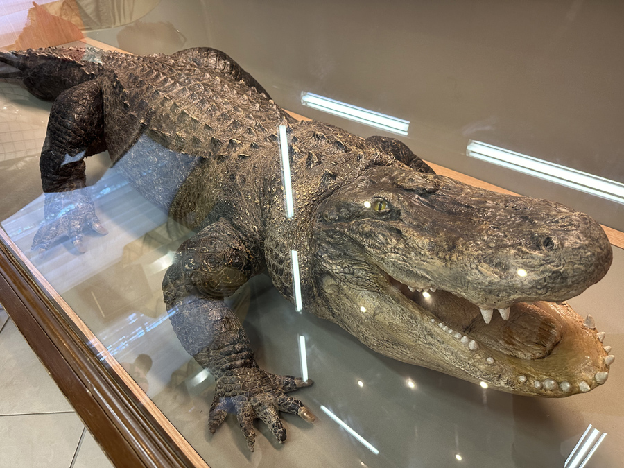 Нильский крокодил