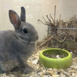 Декоративные кролики как домашние животные