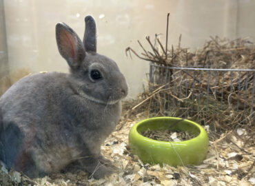 Декоративные кролики как домашние животные