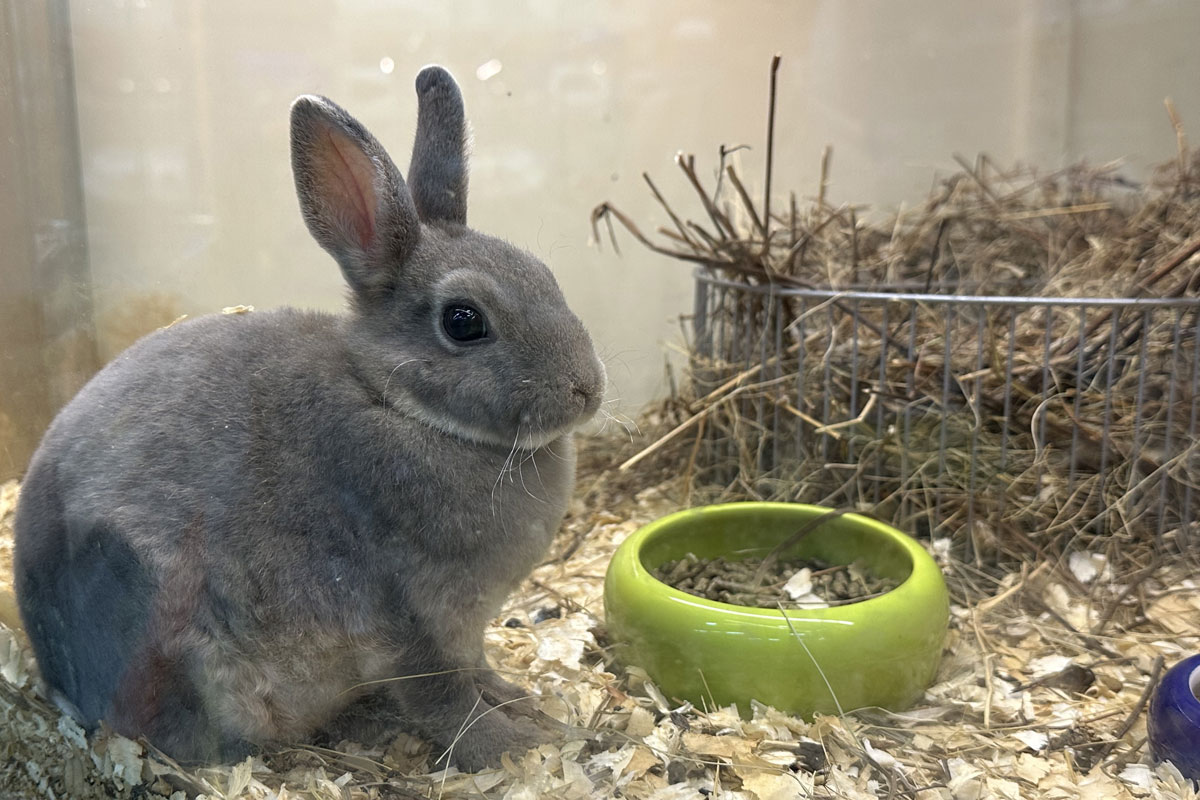 Декоративные кролики как домашние животные