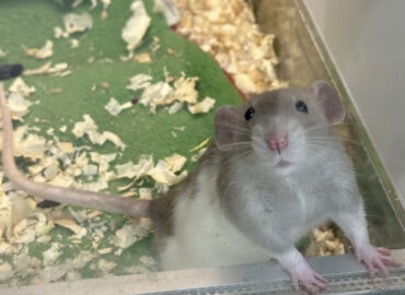 Декоративная крыса