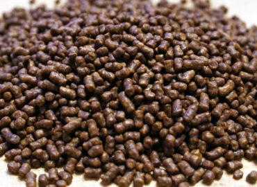 Гречишный чай ку цяо