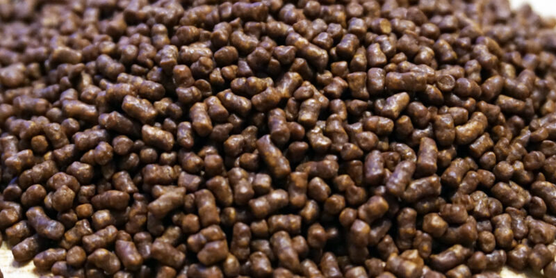 Гречишный чай ку цяо