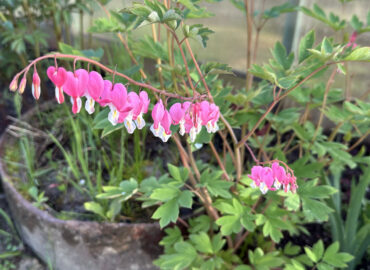 Дицентра великолепная