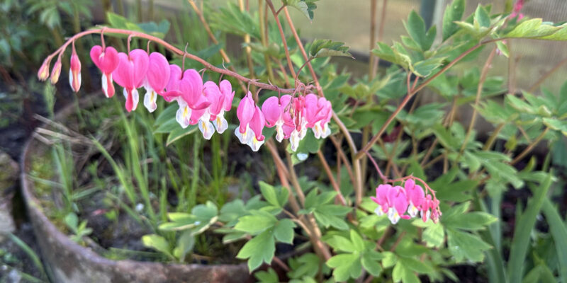 Дицентра великолепная