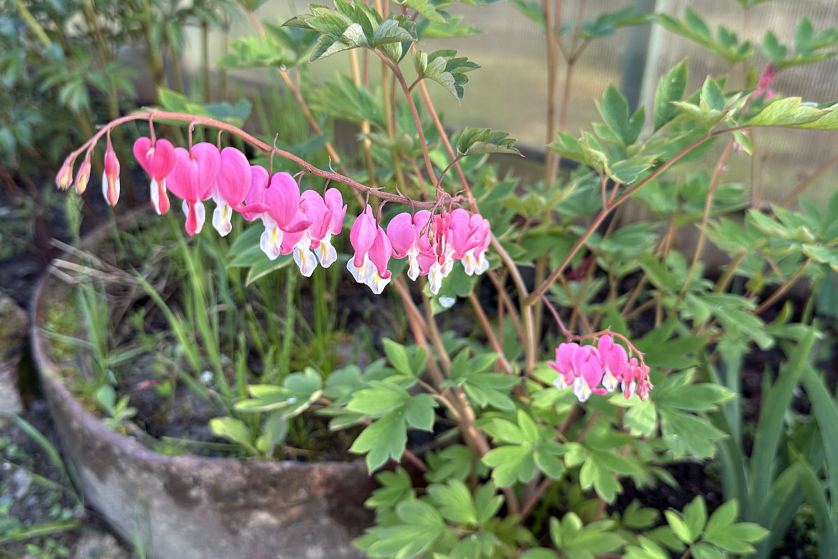 Дицентра великолепная