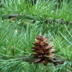 Лиственница (лат. Larix)