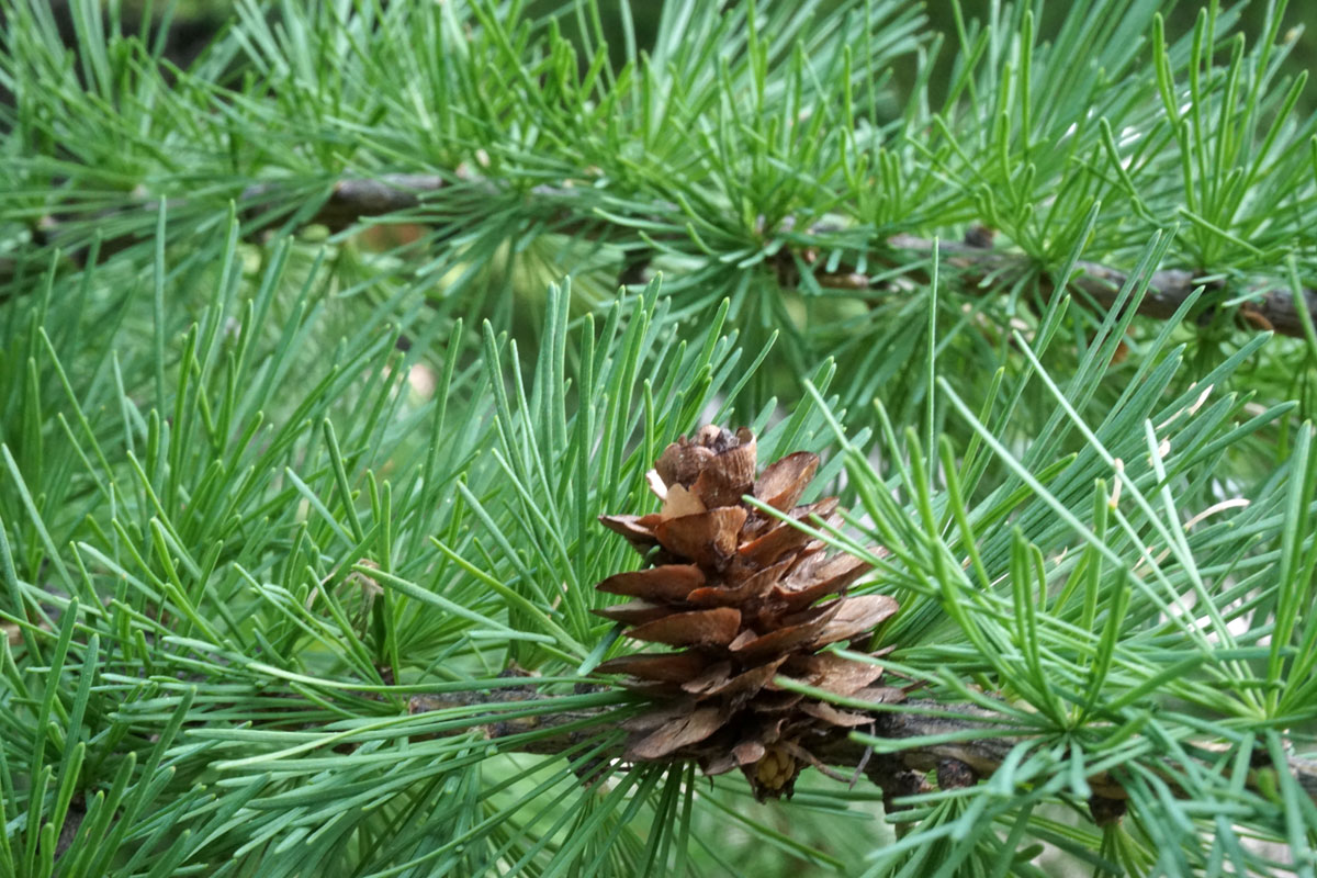 Лиственница (лат. Larix)