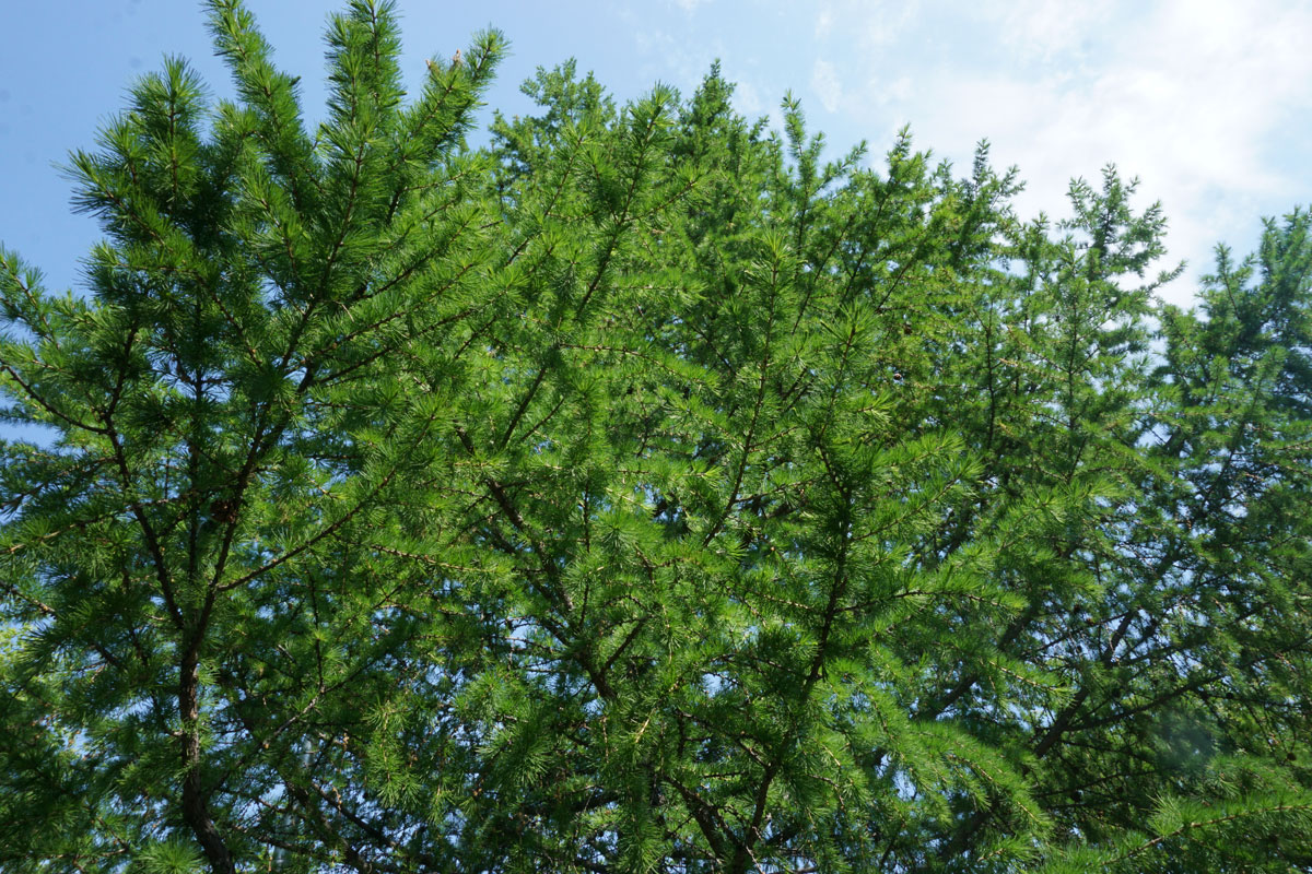 Лиственница (лат. Larix)