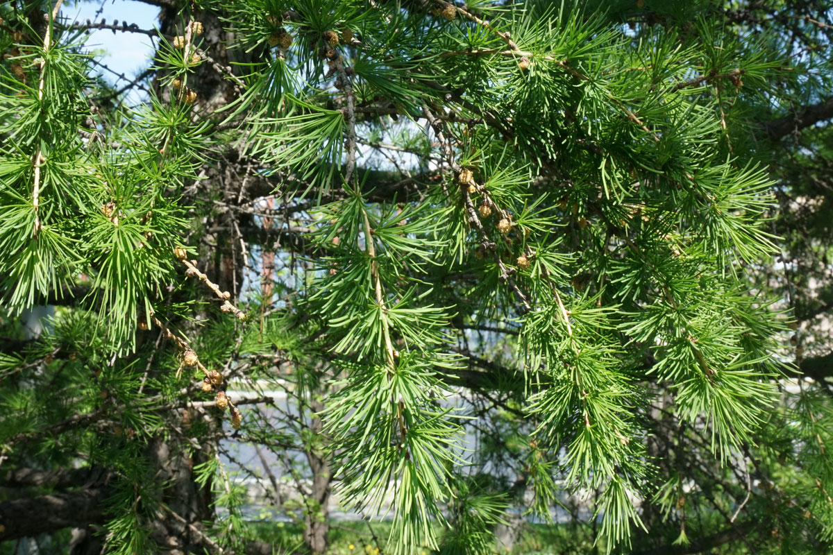 Лиственница (лат. Larix)