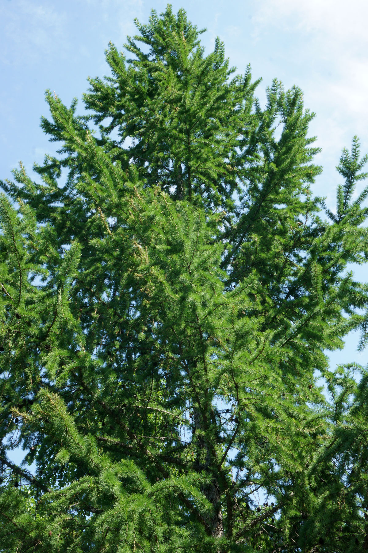 Лиственница (лат. Larix)