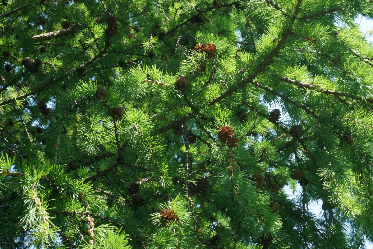 Лиственница (лат. Larix)