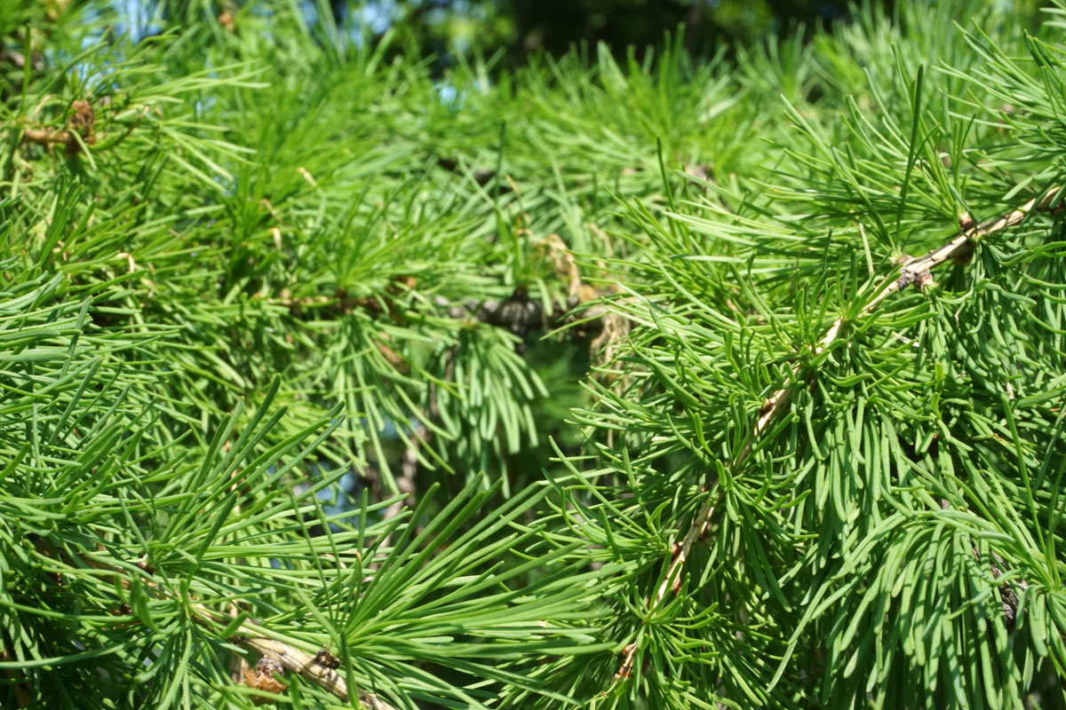 Лиственница (лат. Larix)