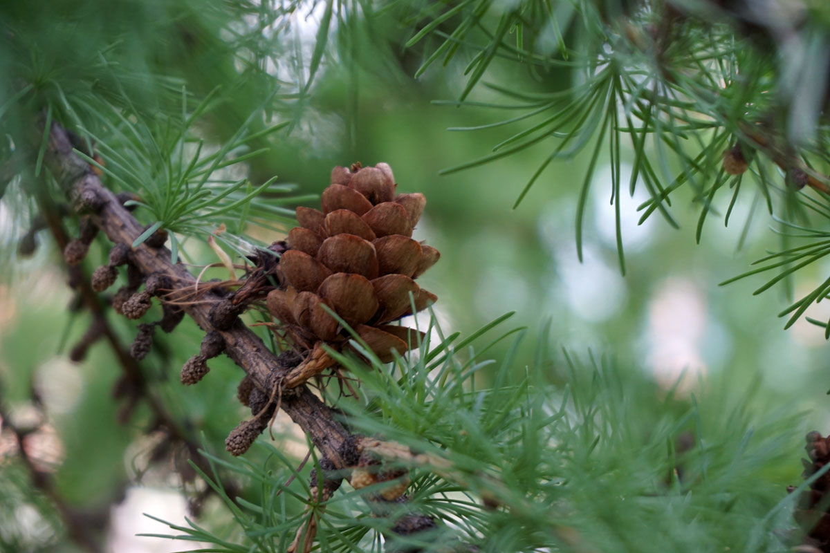 Лиственница (лат. Larix)