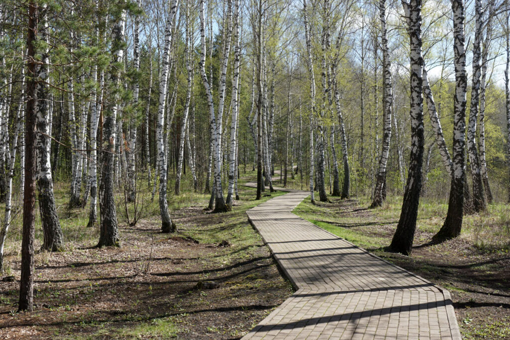 «Лесные ванны» (синрин-йоку)