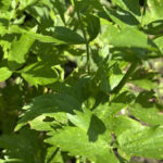 Любисток лекарственный (Levisticum officinale)