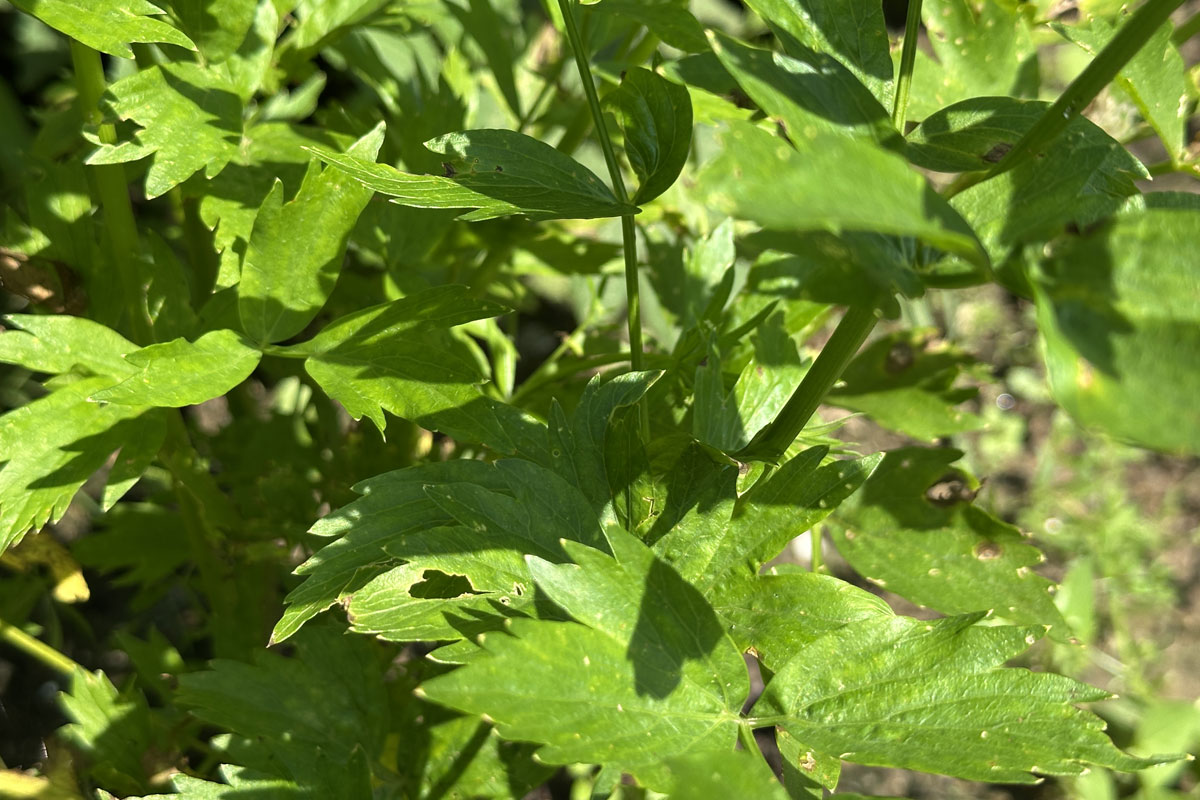 Любисток лекарственный (Levisticum officinale)
