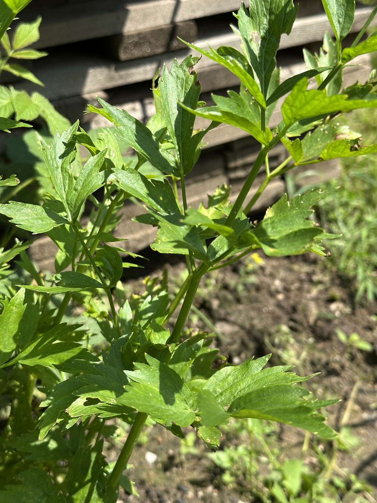 Любисток лекарственный (Levisticum officinale)