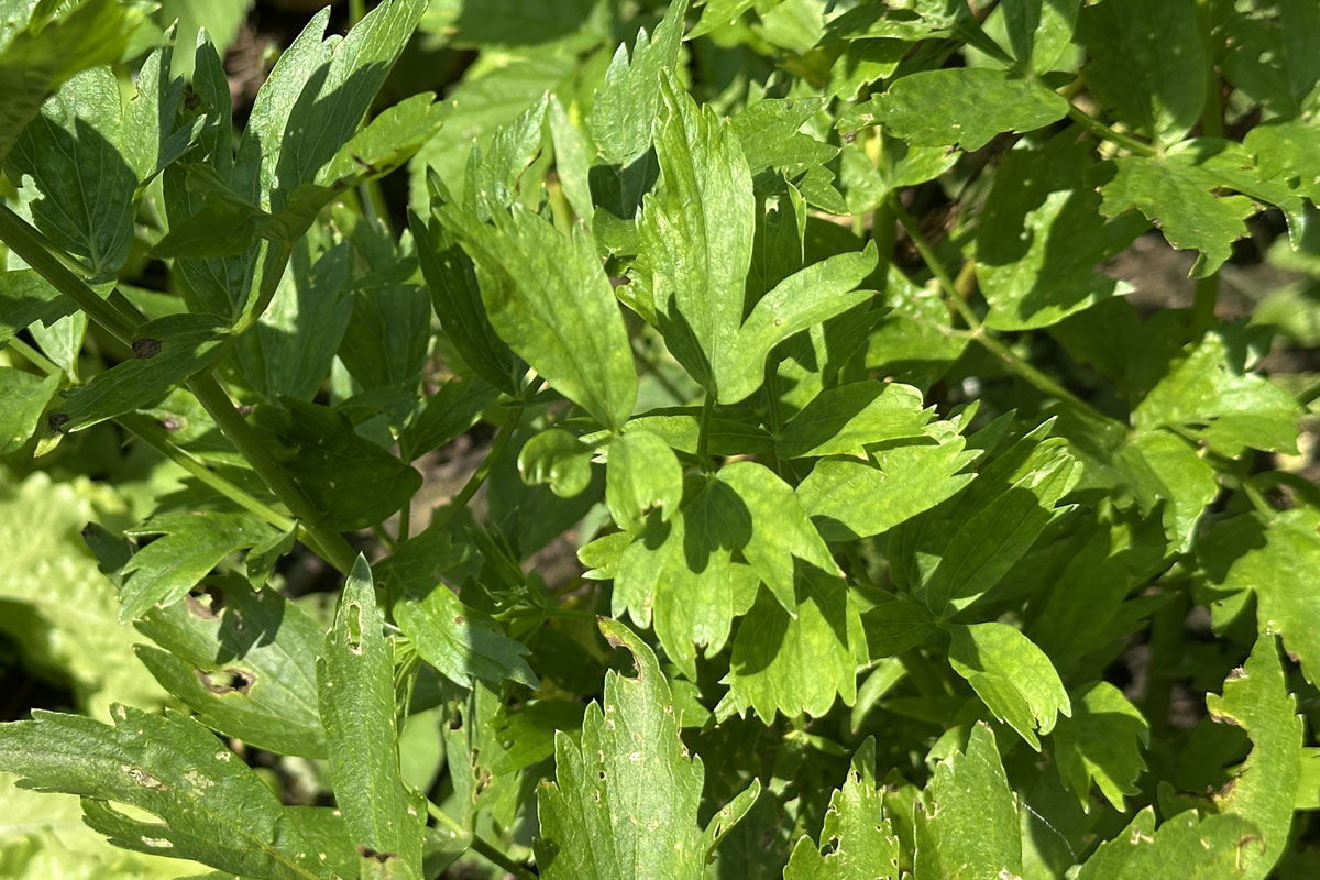 Любисток лекарственный (Levisticum officinale)