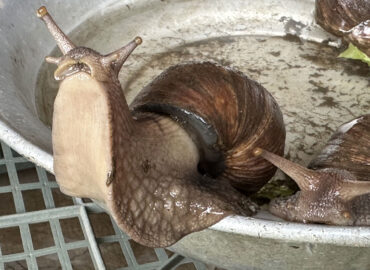 Улитка Ахатина (лат. Lissachatina fulica)