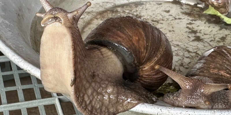 Улитка Ахатина (лат. Lissachatina fulica)