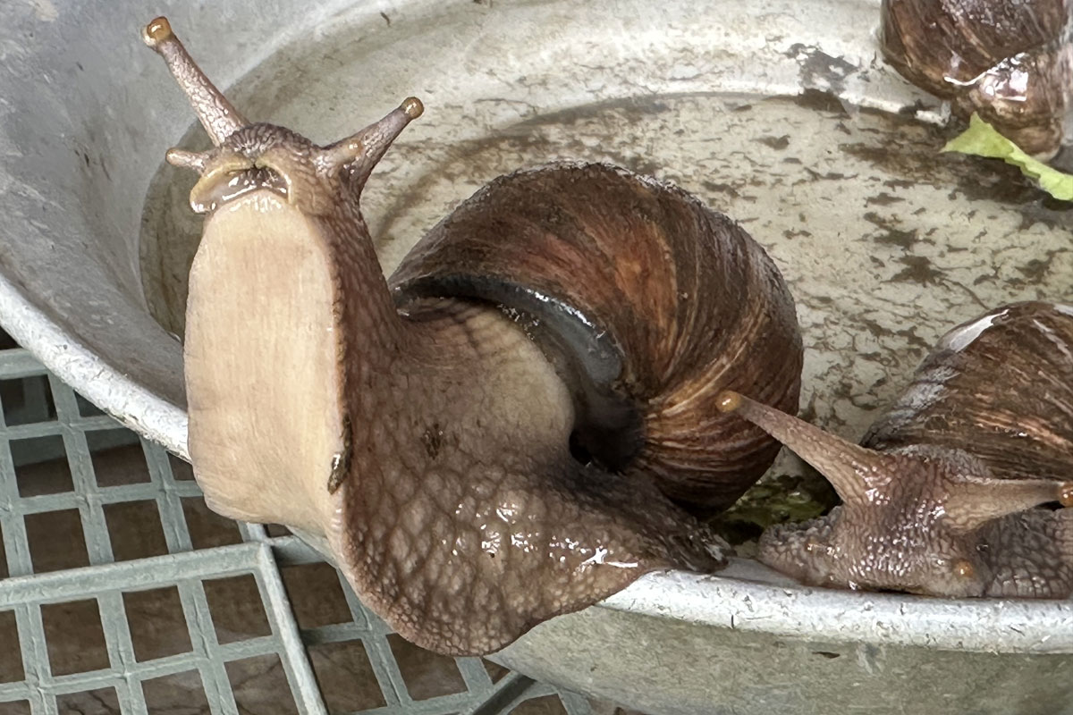 Улитка Ахатина (лат. Lissachatina fulica)