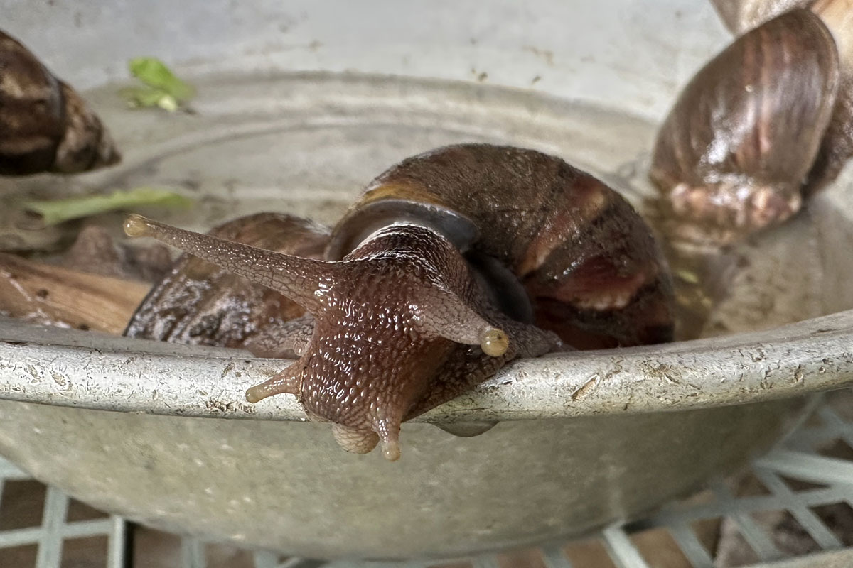 Улитка Ахатина (лат. Lissachatina fulica)