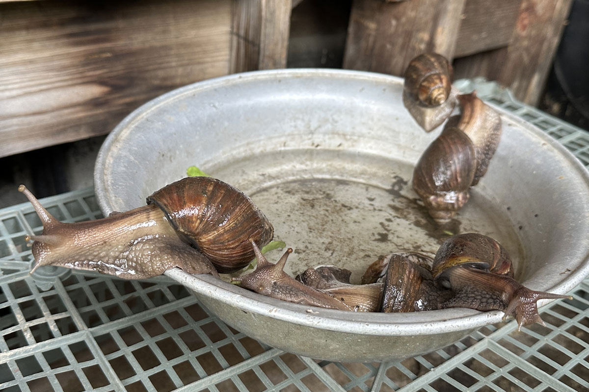 Улитка Ахатина (лат. Lissachatina fulica)