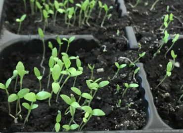 Листовой сельдерей: выращивание из семян и уход в открытом грунте