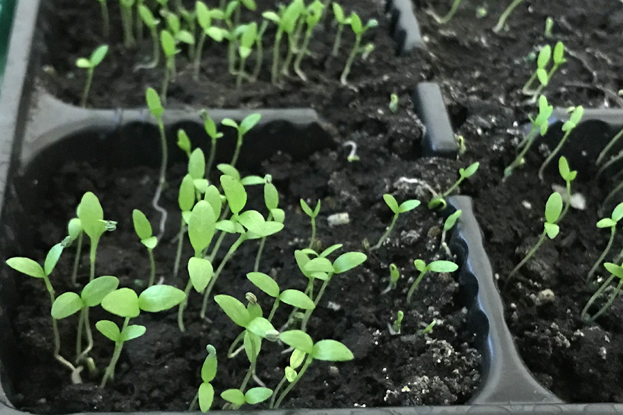 Листовой сельдерей: выращивание из семян и уход в открытом грунте
