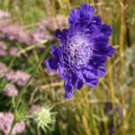 Ломелозия кавказская (лат. Lomelosia caucasica)